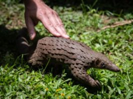 covid-19 name origine