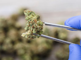 Covid-19 le cannabis pourrait remplacer le traitement à la chloroquine