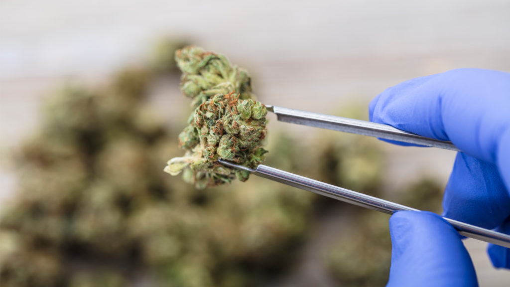 Covid-19 le cannabis pourrait remplacer le traitement à la chloroquine