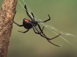 Des garçons laissent une araignée les mordre