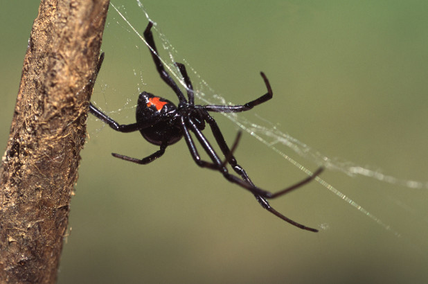 Des garçons laissent une araignée les mordre