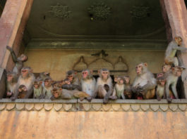 Des singes volent des échantillons de sang de coronavirus