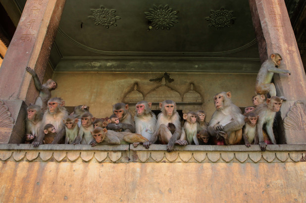 Des singes volent des échantillons de sang de coronavirus
