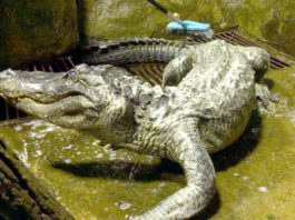 L'alligator préféré d'Hitler est décédé au zoo de Moscou