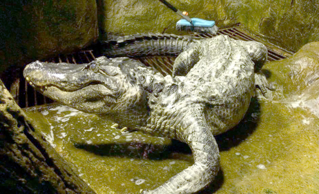 L'alligator préféré d'Hitler est décédé au zoo de Moscou