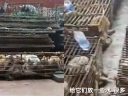 Chine:700 chats trouvés dans des cages «prêts à être manger»