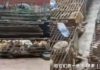 Chine:700 chats trouvés dans des cages «prêts à être manger»