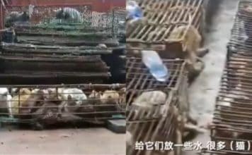 Chine:700 chats trouvés dans des cages «prêts à être manger»