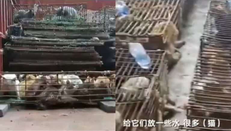Chine:700 chats trouvés dans des cages «prêts à être manger»