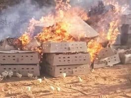 près de 20 000 poussins d'un jour brûlés par l'Autorité fiscale