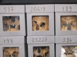 La France remet à l’Algérie des crânes de combattants anti-coloniaux