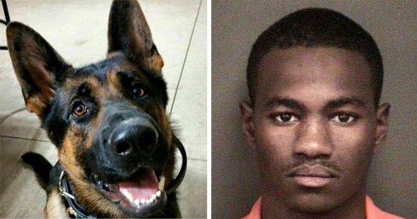 condamné à 45 ans de prison pour avoir tué un chien