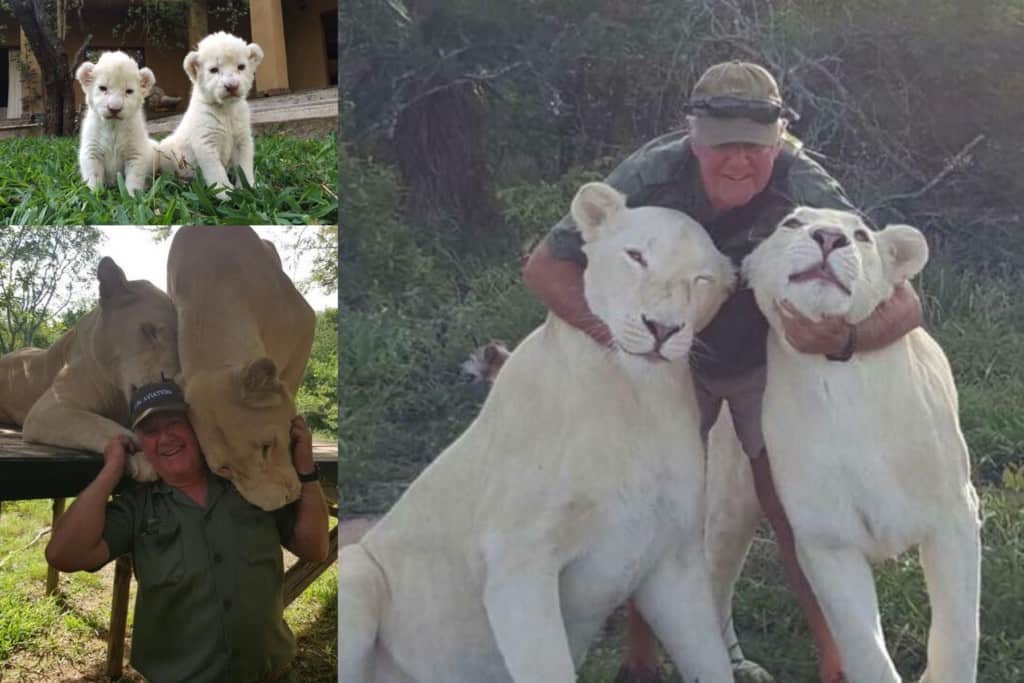 Un homme mutilé à mort par des lions blancs