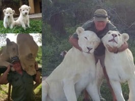 Un homme mutilé à mort par des lions blancs