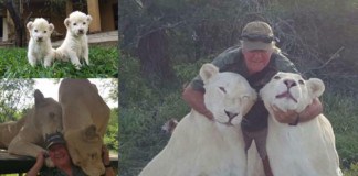 Un homme mutilé à mort par des lions blancs