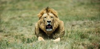 attaques de lions en afrique