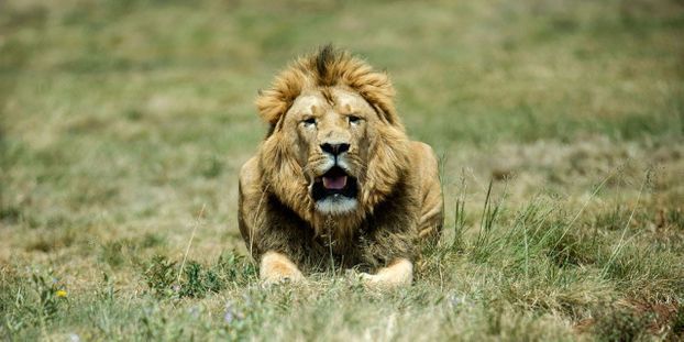 attaques de lions en afrique