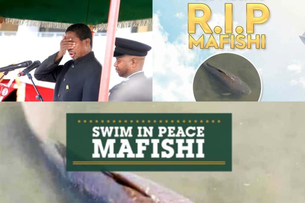 mort du poisson Mafishi