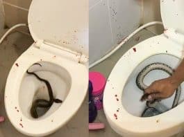 Un serpent mord le pénis d'un homme en Thaïlande