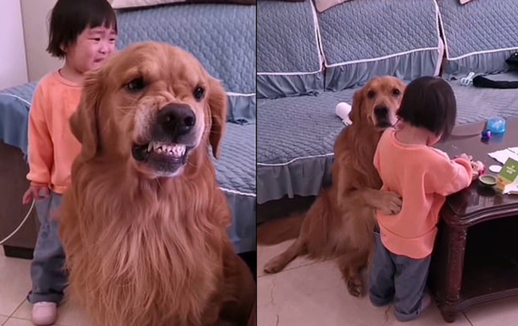 chien chinois protège une fille