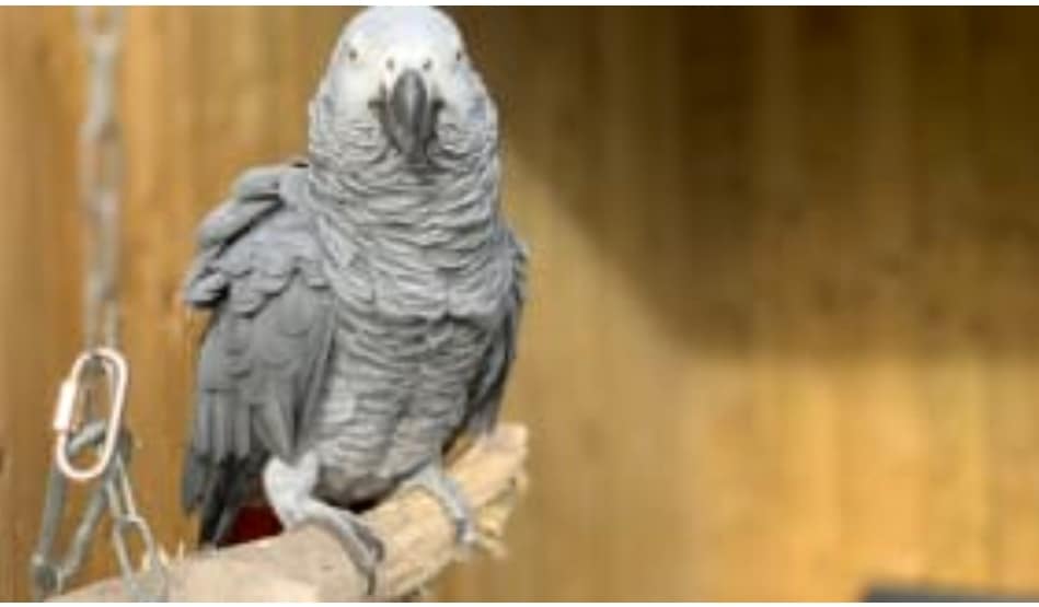 5 perroquets Africains retirés d’un parc animalier pour avoir insulté des visiteurs