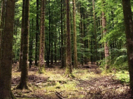 homme tente violer femme forêt