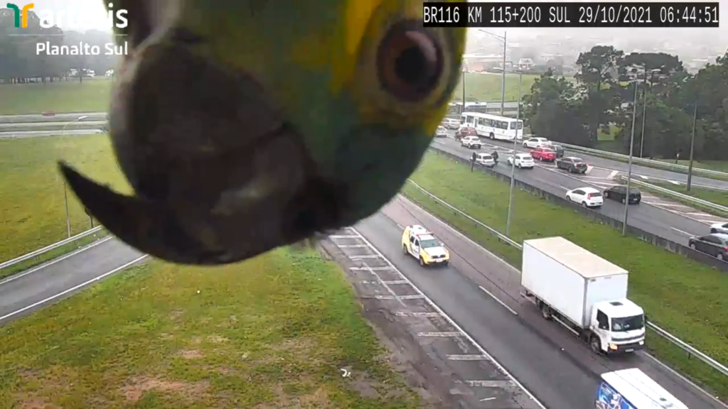 Un perroquet joue avec une caméra d'autoroute