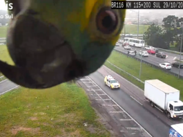 Un perroquet joue avec une caméra d'autoroute