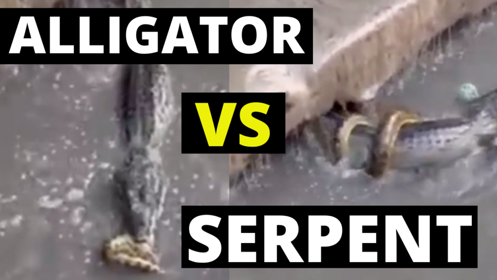 python contre crocodile au Brésil