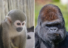 Un gorille tue un singe au zoo de Pairi Daiza