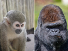 Un gorille tue un singe au zoo de Pairi Daiza