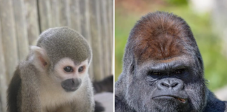 Un gorille tue un singe au zoo de Pairi Daiza