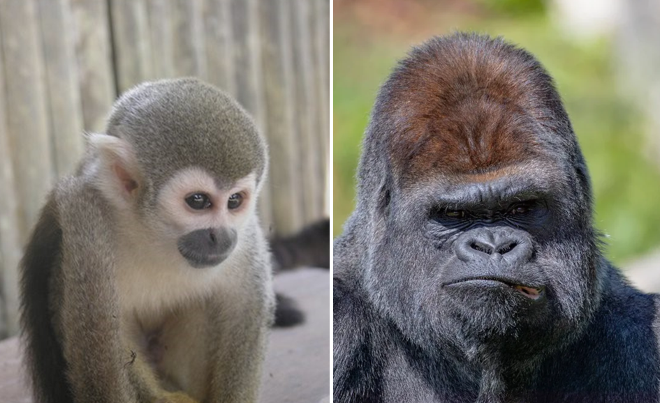 Un gorille tue un singe au zoo de Pairi Daiza
