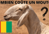 Prix du mouton en Guinée Conakry en 2023