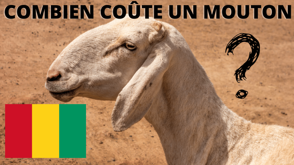 Prix du mouton en Guinée Conakry en 2023