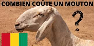 Prix du mouton en Guinée Conakry en 2023