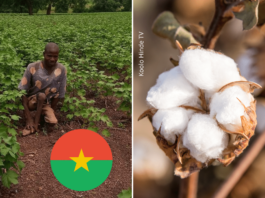 Un handicapé qui à réussie dans l'agriculture du conton