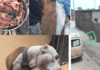 Une fillette tuée par un pitbull à Ndjili