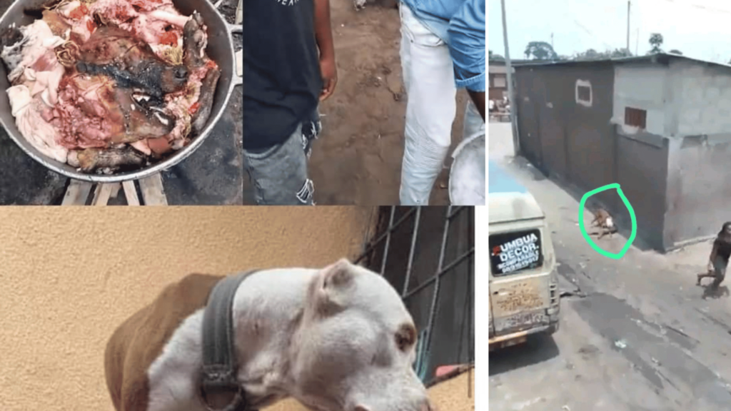 Une fillette tuée par un pitbull à Ndjili