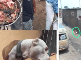 Une fillette tuée par un pitbull à Ndjili