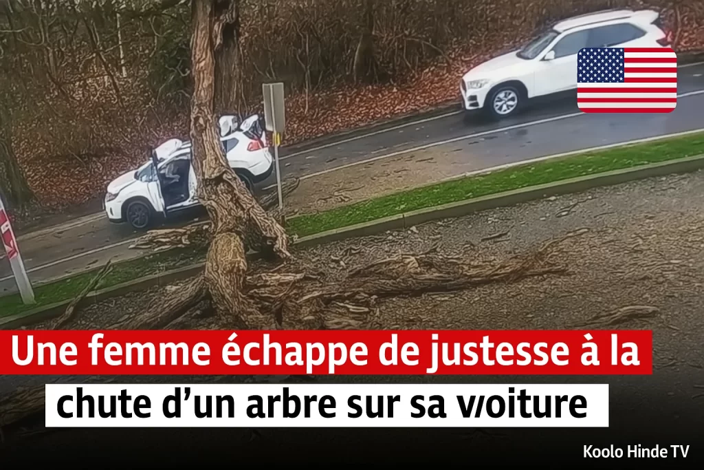Une femme échappe de justesse à la chute d'un arbre sur sa voiture