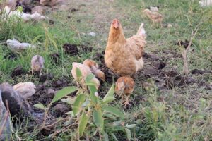 Poule élevée en plein air avec ses poussins en Afrique